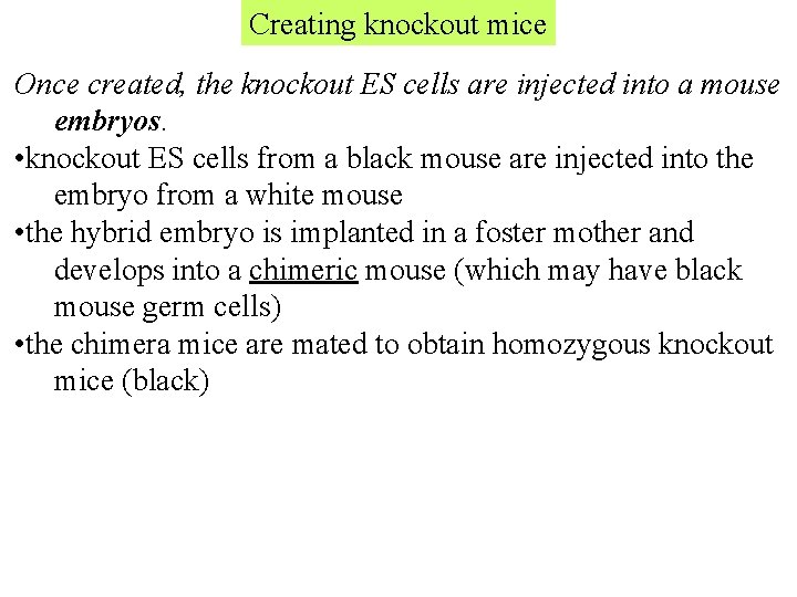 Creating knockout mice Once created, the knockout ES cells are injected into a mouse Creating knockout mice Once created, the knockout ES cells are injected into a mouse