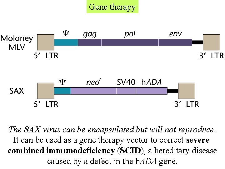 Gene therapy The SAX virus can be encapsulated but will not reproduce. It can Gene therapy The SAX virus can be encapsulated but will not reproduce. It can