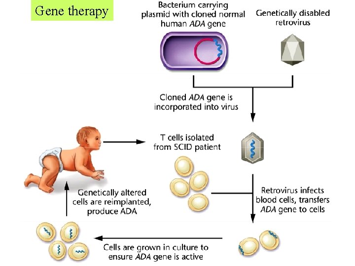 Gene therapy  Gene therapy
