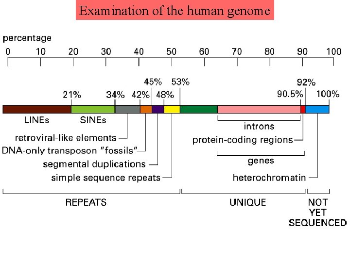 Examination of the human genome  Examination of the human genome