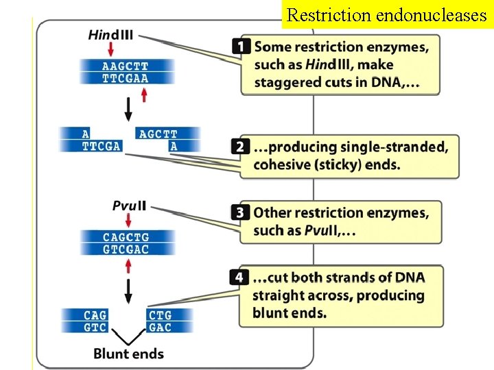 Restriction endonucleases  Restriction endonucleases