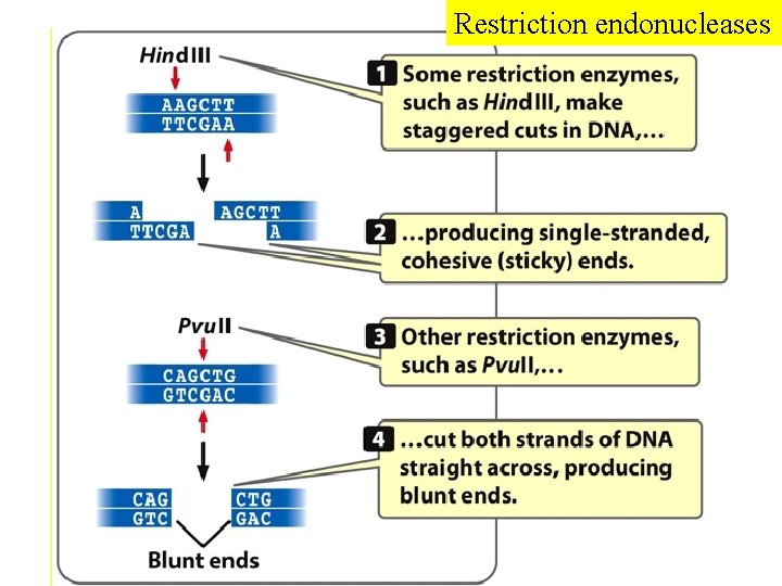 Restriction endonucleases 