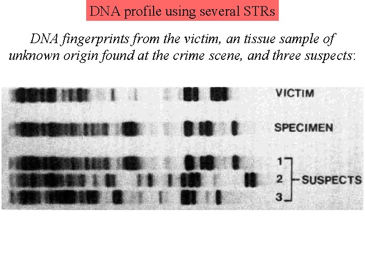 DNA profile using several STRs DNA fingerprints from the victim, an tissue sample of DNA profile using several STRs DNA fingerprints from the victim, an tissue sample of