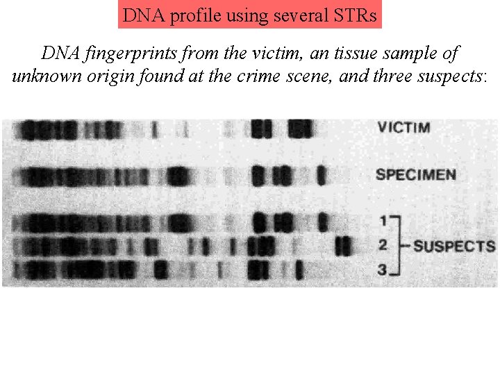 DNA profile using several STRs DNA fingerprints from the victim, an tissue sample of