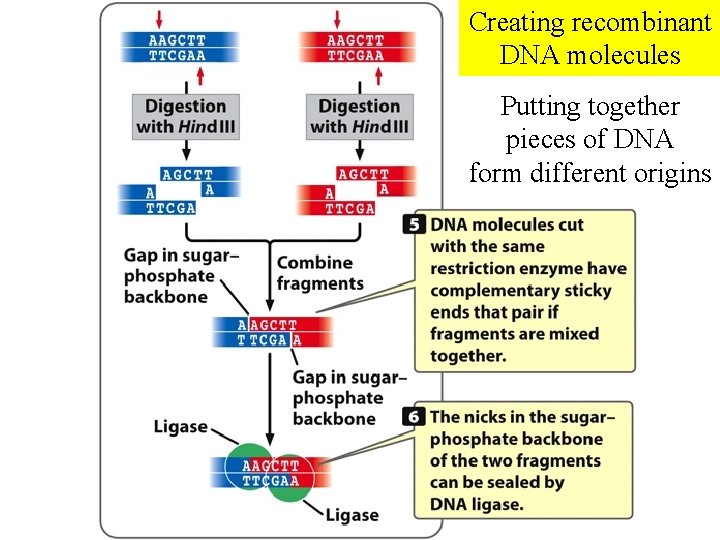 Creating recombinant DNA molecules Putting together pieces of DNA form different origins  Creating recombinant DNA molecules Putting together pieces of DNA form different origins