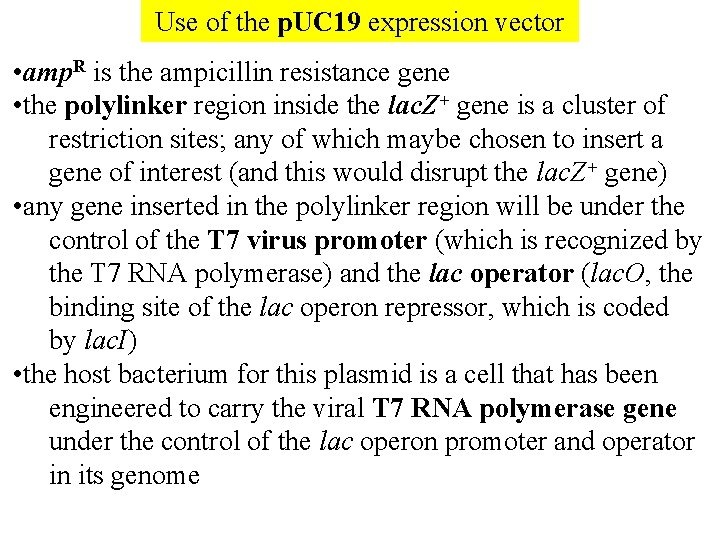 Use of the p. UC 19 expression vector • amp. R is the ampicillin Use of the p. UC 19 expression vector • amp. R is the ampicillin