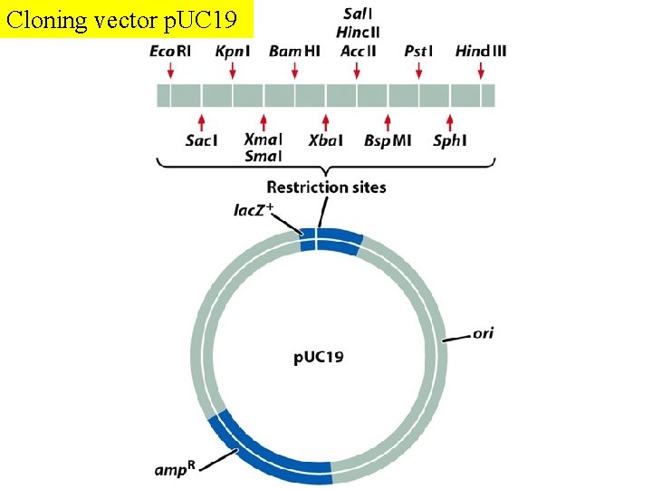 Cloning vector p. UC 19  Cloning vector p. UC 19