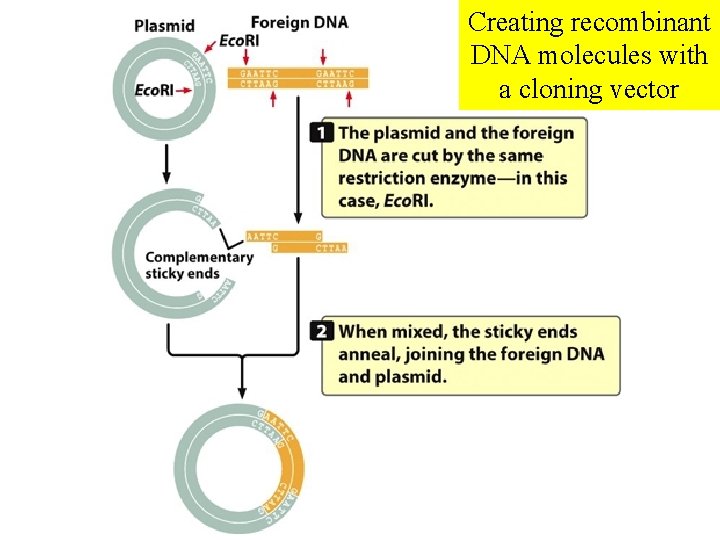 Creating recombinant DNA molecules with a cloning vector 