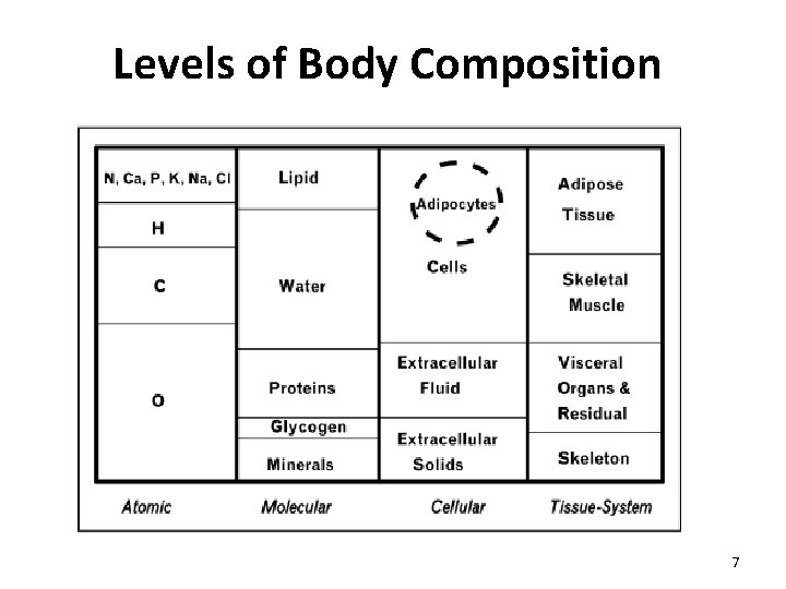Levels of Body Composition 7 Levels of Body Composition 7