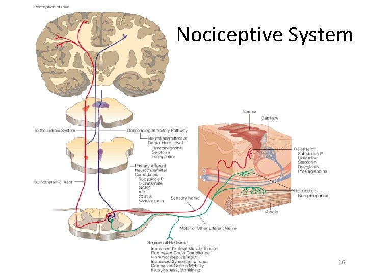 Nociceptive System 16 