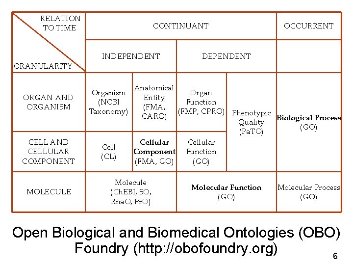 RELATION TO TIME GRANULARITY CONTINUANT INDEPENDENT ORGAN AND ORGANISM Organism (NCBI Taxonomy) CELL AND