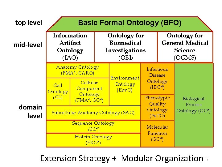 top level mid-level Basic Formal Ontology (BFO) Information Artifact Ontology (IAO) Anatomy Ontology (FMA*,