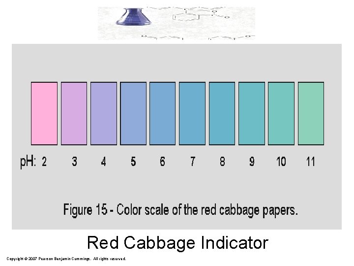 Red Cabbage Indicator Copyright © 2007 Pearson Benjamin Cummings. All rights reserved. 