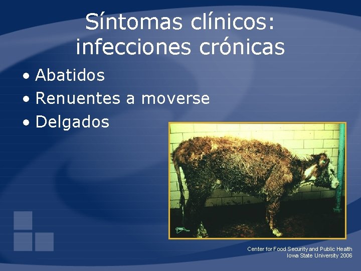 Síntomas clínicos: infecciones crónicas • Abatidos • Renuentes a moverse • Delgados Center for