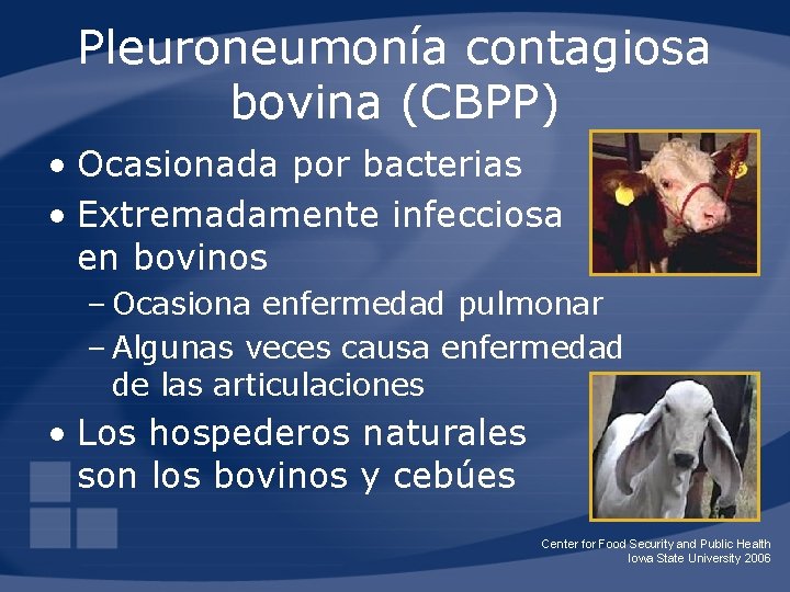 Pleuroneumonía contagiosa bovina (CBPP) • Ocasionada por bacterias • Extremadamente infecciosa en bovinos –