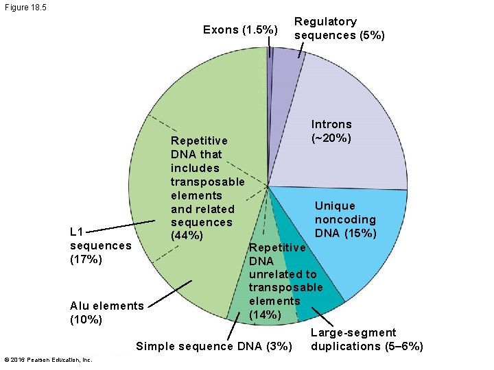 Figure 18. 5 Exons (1. 5%) Repetitive DNA that includes transposable elements and related