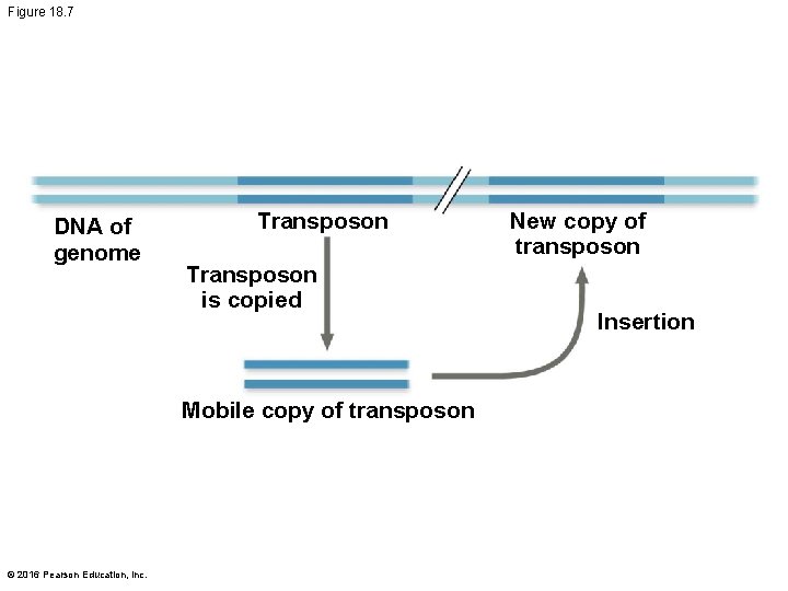 Figure 18. 7 DNA of genome Transposon is copied Mobile copy of transposon ©