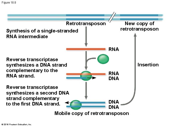 Figure 18. 8 Retrotransposon New copy of retrotransposon Synthesis of a single-stranded RNA intermediate