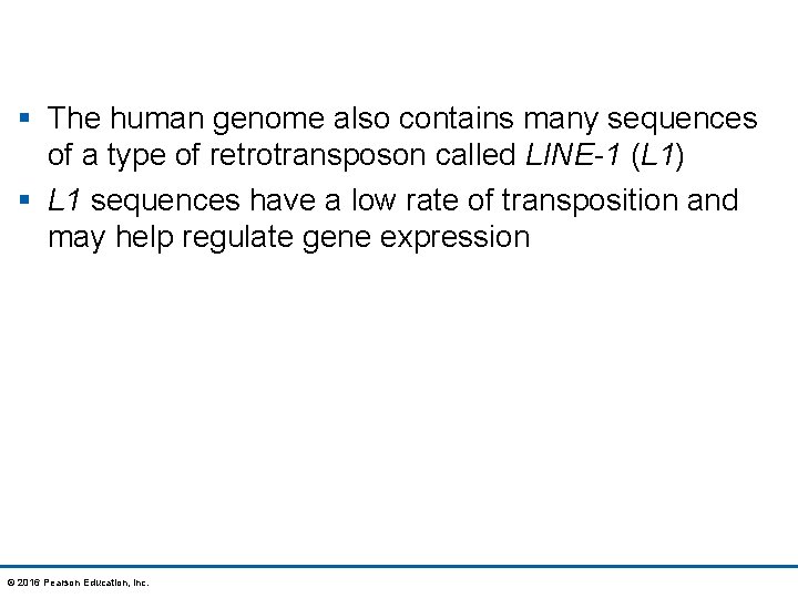 § The human genome also contains many sequences of a type of retrotransposon called