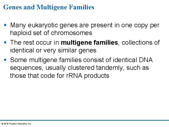 Genes and Multigene Families § Many eukaryotic genes are present in one copy per