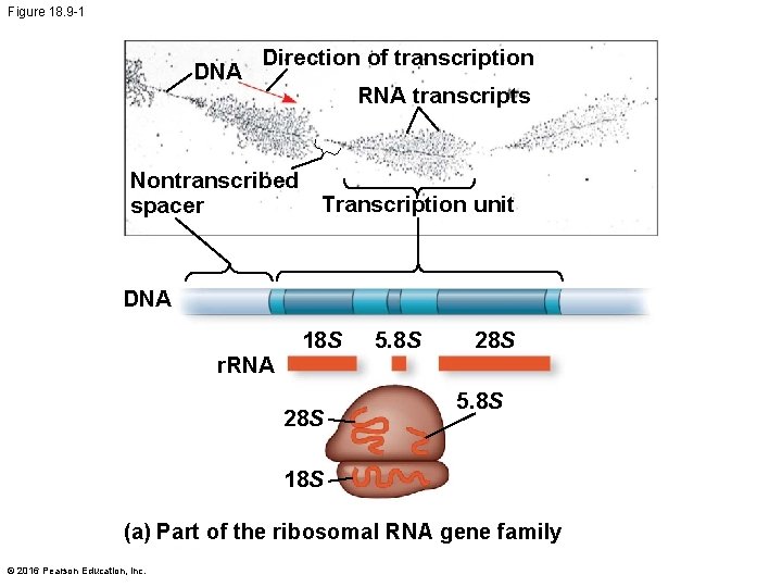 Figure 18. 9 -1 DNA Direction of transcription RNA transcripts Nontranscribed Transcription unit spacer