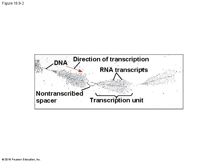Figure 18. 9 -2 DNA Direction of transcription Nontranscribed spacer © 2016 Pearson Education,
