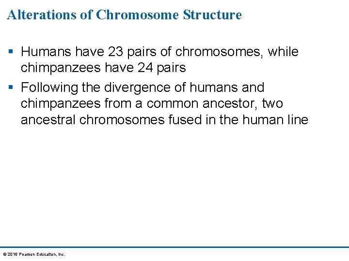 Alterations of Chromosome Structure § Humans have 23 pairs of chromosomes, while chimpanzees have