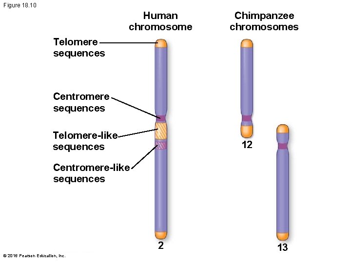 Figure 18. 10 Human chromosome Chimpanzee chromosomes Telomere sequences Centromere sequences Telomere-like sequences 12