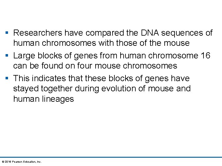 § Researchers have compared the DNA sequences of human chromosomes with those of the