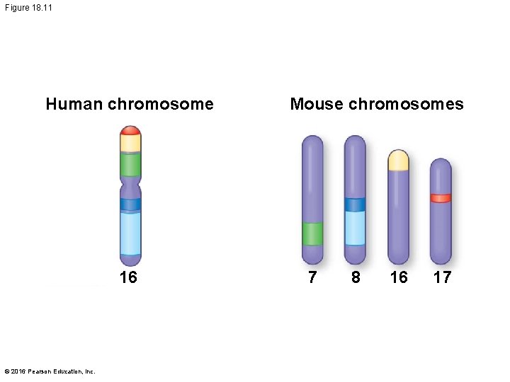 Figure 18. 11 Human chromosome 16 © 2016 Pearson Education, Inc. Mouse chromosomes 7