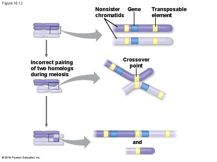 Figure 18. 12 Nonsister Gene chromatids Incorrect pairing of two homologs during meiosis Crossover