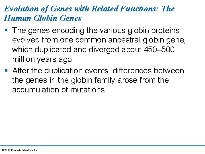 Evolution of Genes with Related Functions: The Human Globin Genes § The genes encoding