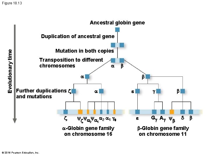 Figure 18. 13 Ancestral globin gene Evolutionary time Duplication of ancestral gene Mutation in