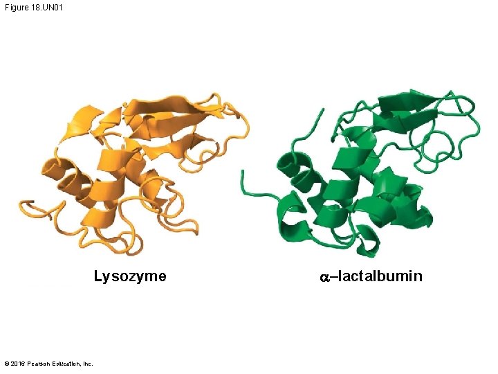 Figure 18. UN 01 Lysozyme © 2016 Pearson Education, Inc. a–lactalbumin 