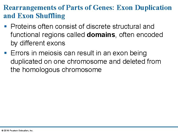 Rearrangements of Parts of Genes: Exon Duplication and Exon Shuffling § Proteins often consist