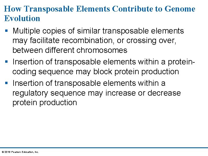 How Transposable Elements Contribute to Genome Evolution § Multiple copies of similar transposable elements