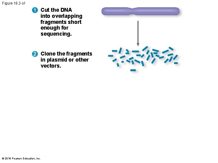 Figure 18. 2 -s 1 Cut the DNA into overlapping fragments short enough for