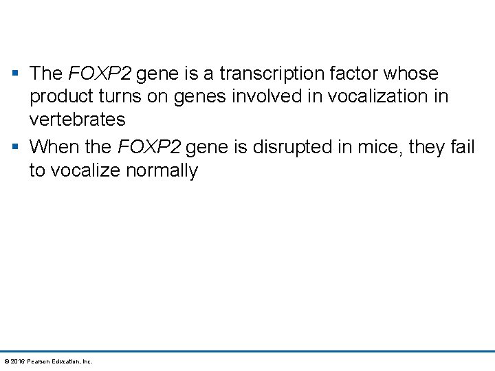 § The FOXP 2 gene is a transcription factor whose product turns on genes