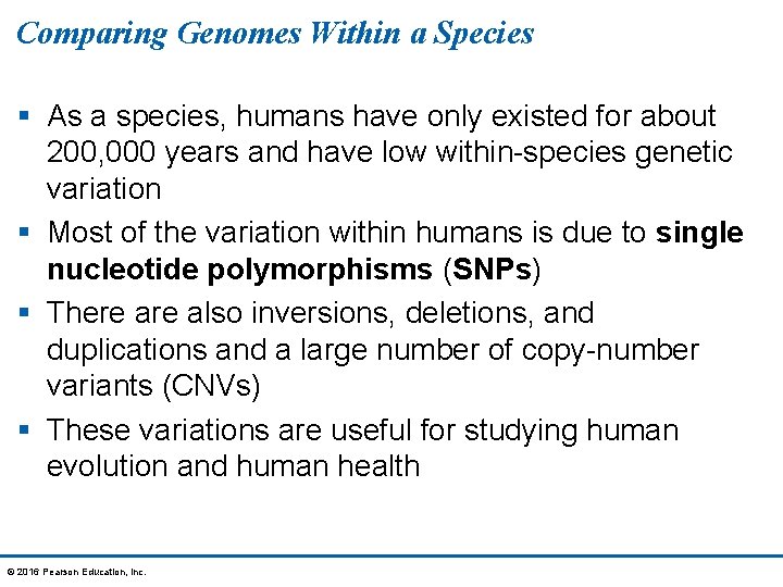 Comparing Genomes Within a Species § As a species, humans have only existed for