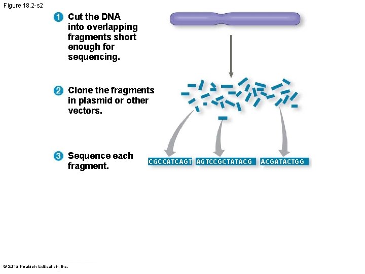 Figure 18. 2 -s 2 Cut the DNA into overlapping fragments short enough for