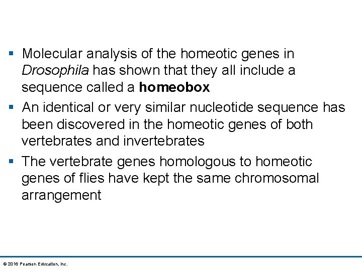 § Molecular analysis of the homeotic genes in Drosophila has shown that they all