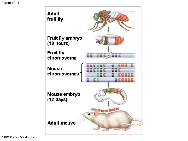 Figure 18. 17 Adult fruit fly Fruit fly embryo (10 hours) Fruit fly chromosome