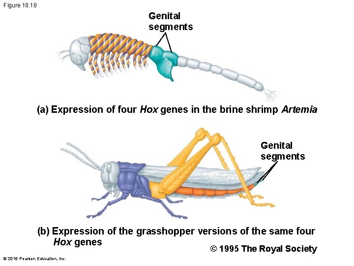 Figure 18. 18 Genital segments (a) Expression of four Hox genes in the brine