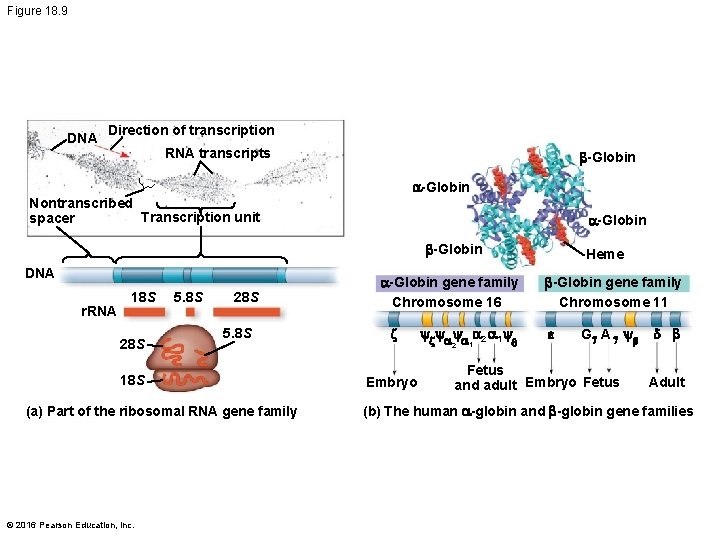 Figure 18. 9 DNA Direction of transcription RNA transcripts b-Globin a-Globin Nontranscribed Transcription unit