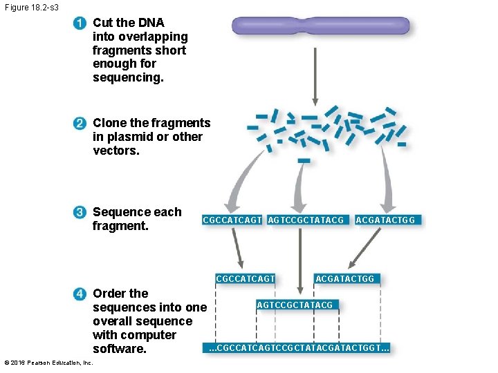 Figure 18. 2 -s 3 Cut the DNA into overlapping fragments short enough for