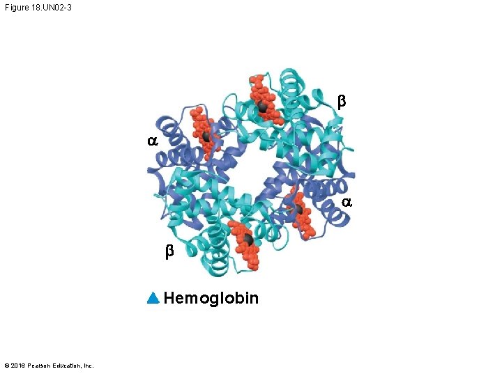 Figure 18. UN 02 -3 b a a b Hemoglobin © 2016 Pearson Education,