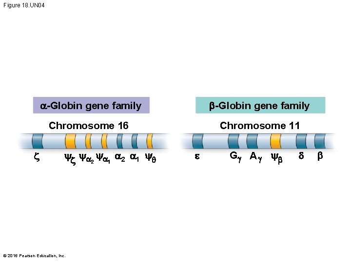 Figure 18. UN 04 a-Globin gene family b-Globin gene family Chromosome 16 Chromosome 11