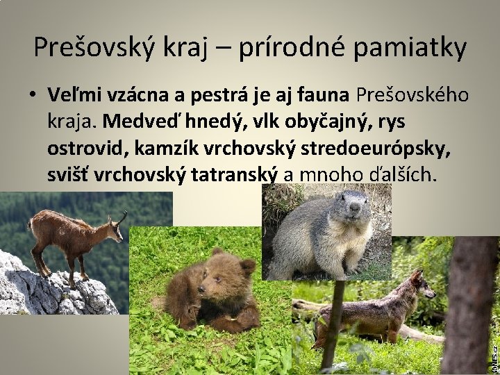 Prešovský kraj – prírodné pamiatky • Veľmi vzácna a pestrá je aj fauna Prešovského