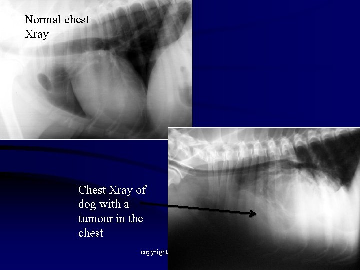 Normal chest Xray Chest Xray of dog with a tumour in the chest copyright