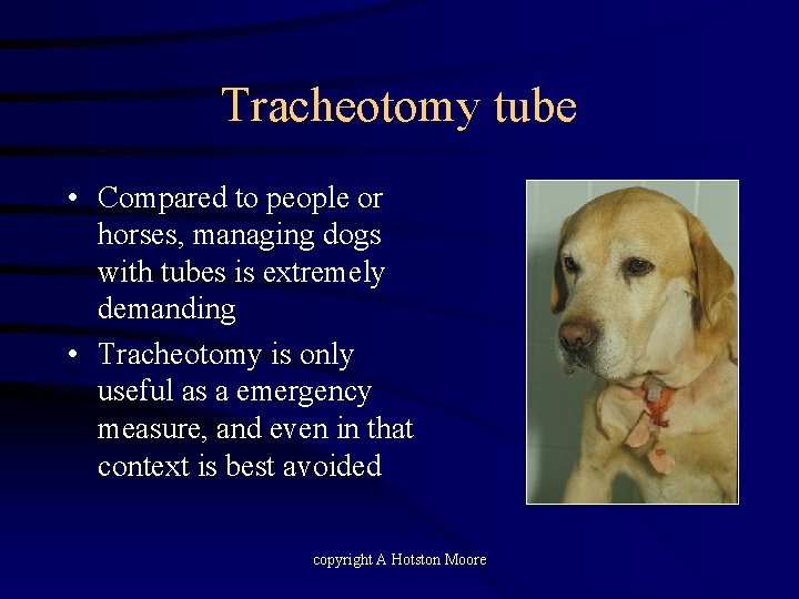 Tracheotomy tube • Compared to people or horses, managing dogs with tubes is extremely